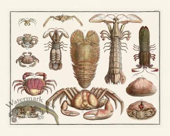 Seba B2 020 Crustacean